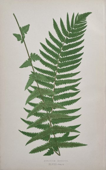 click for detailed image Fern XLVIII.jpg